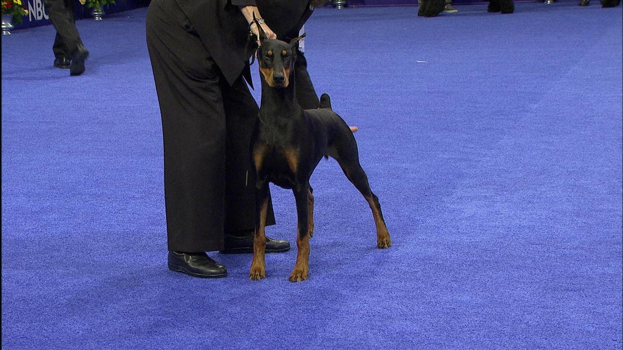 Working Group: Doberman Pinscher | NBC Sports - 1280 x 720 jpeg 176kB