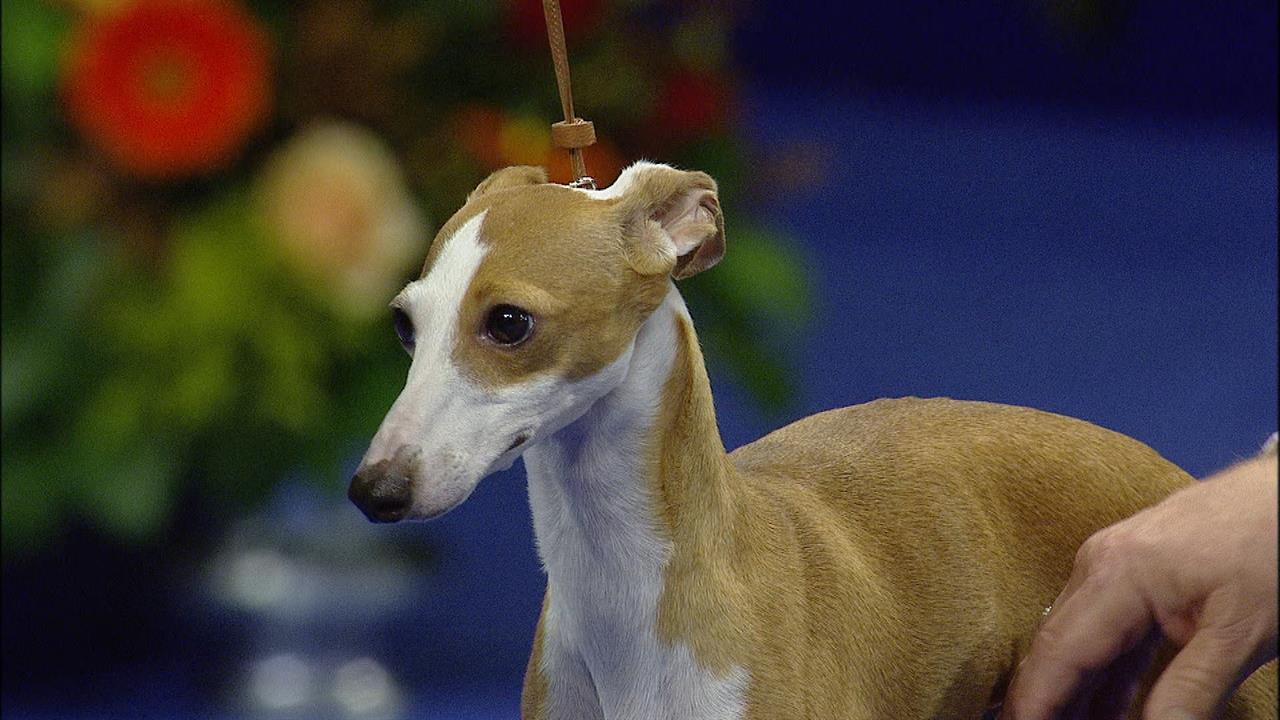 Toy Group: Italian Greyhound | NBC Sports - 1280 x 720 jpeg 117kB