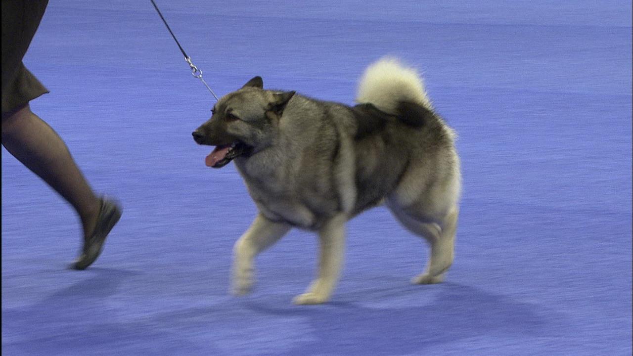 Hound Group: Norwegian Elkhound | NBC Sports