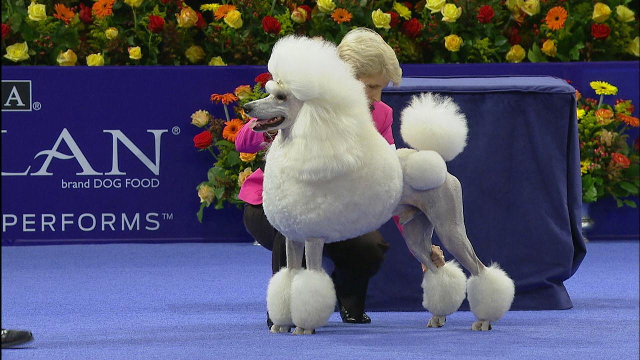 NonSporting Group Standard Poodle NBC Sports