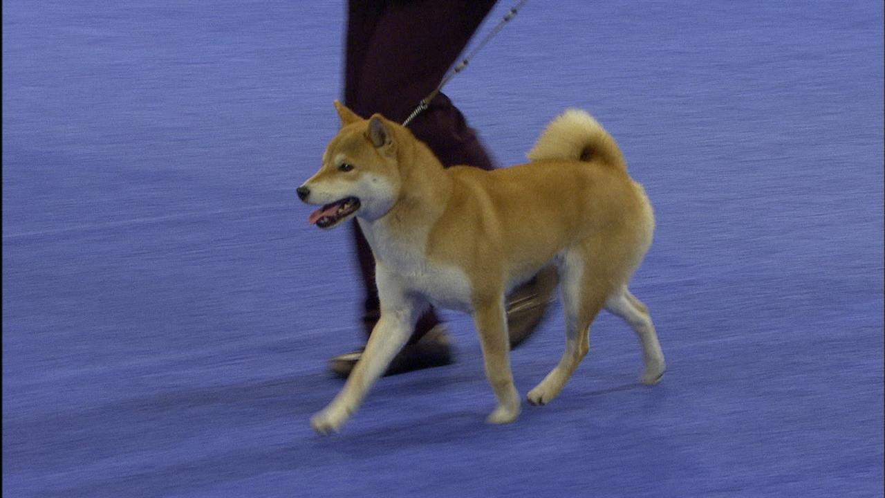 NonSporting Group Shiba Inu NBC Sports