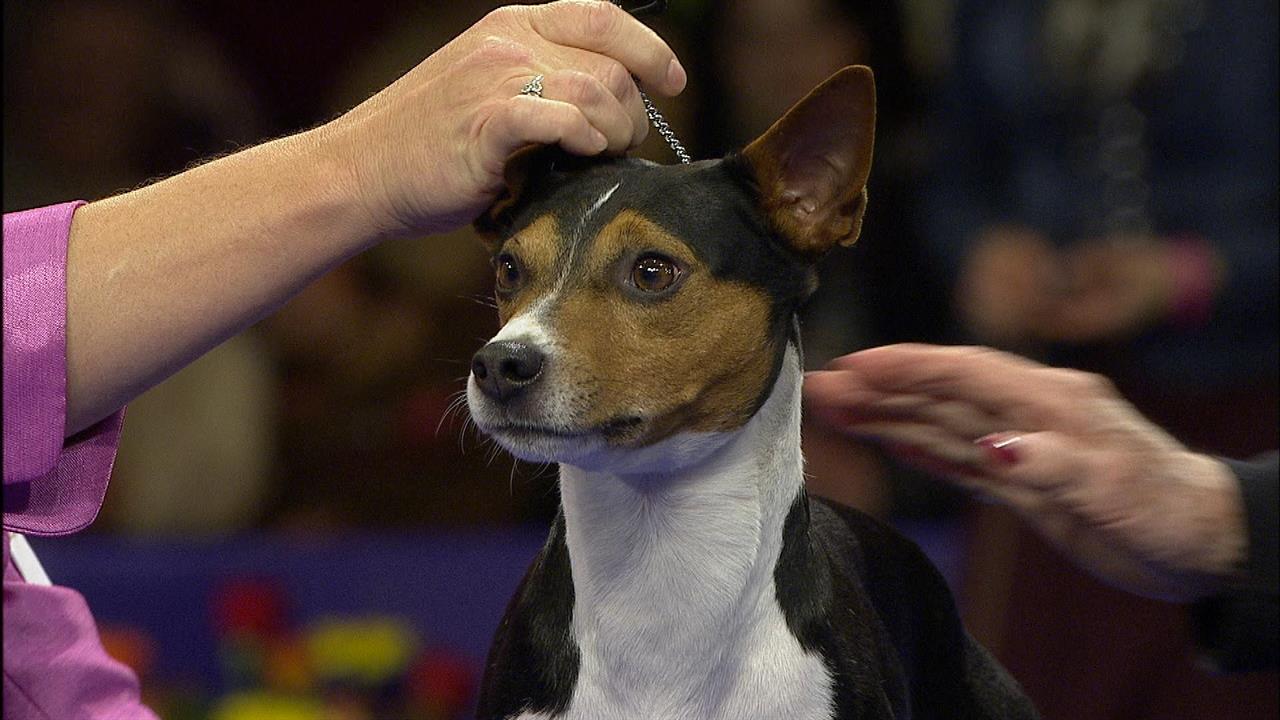 Terrier Group: Rat Terrier | NBC Sports