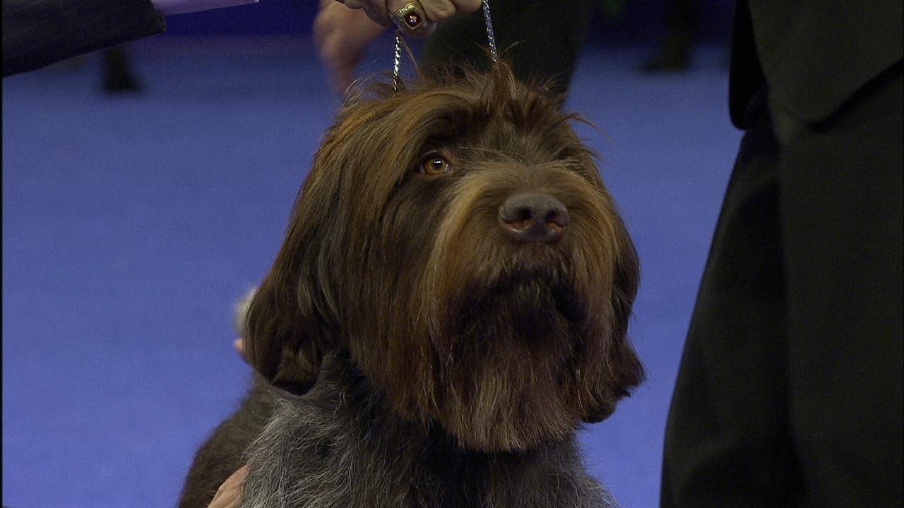 Sporting Group: Wirehaired Pointing Griffon | NBC Sports