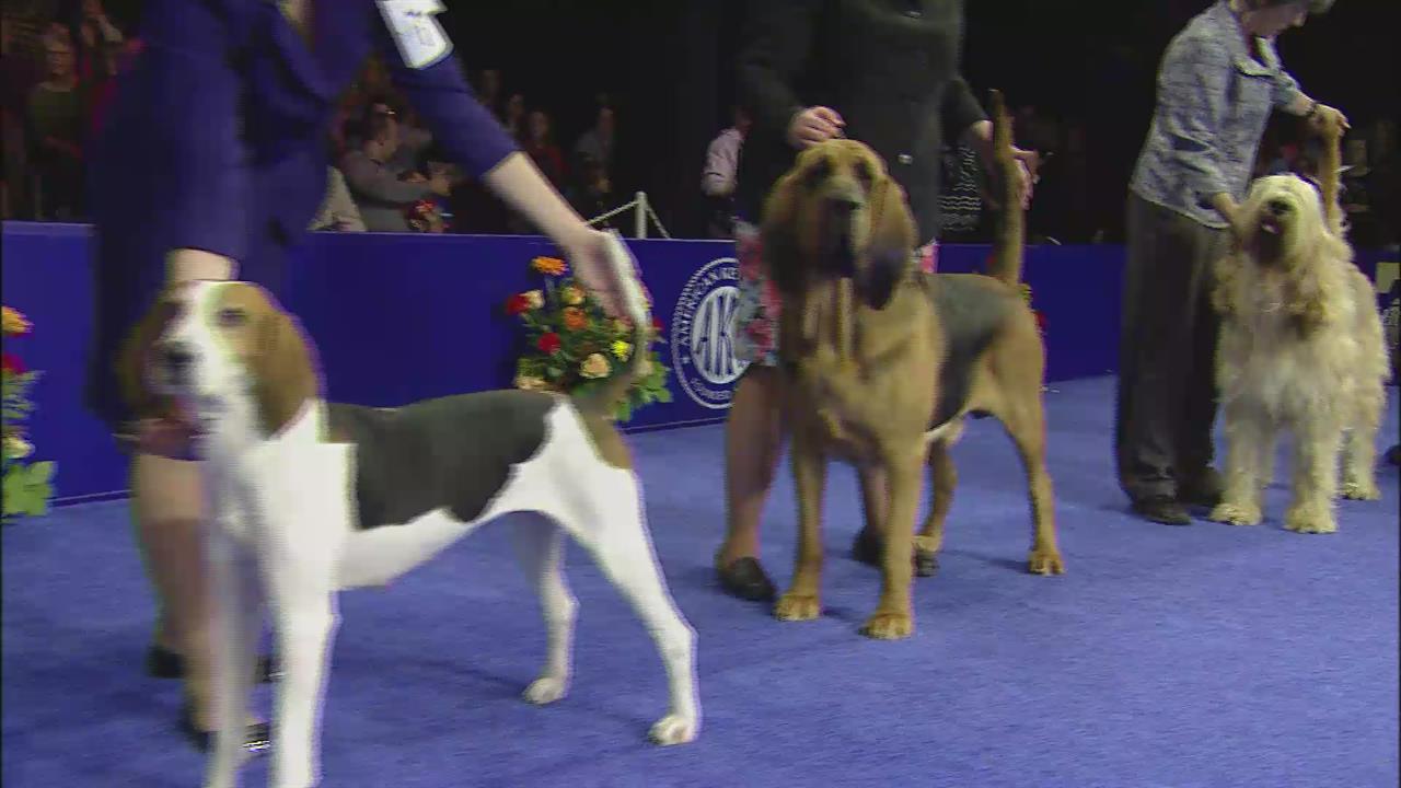 National Dog Show Hound, Working Groups NBC Sports